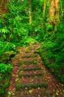 Forest trail at the Monte Verde Cloud Forest Preserve, Alajuela Province, Costa Rica Art Print